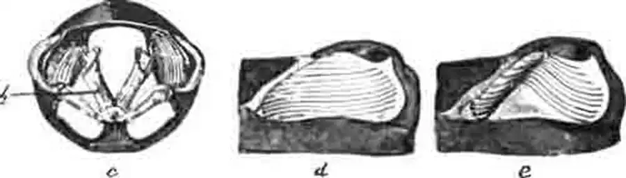 Голосовой прибор американской цикады: Голосовой прибор американской цикады: