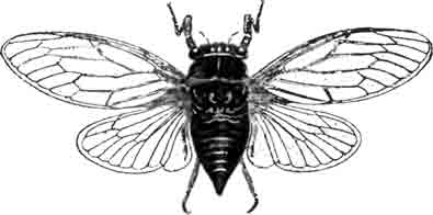 Красная цикада (С. haematodes Scop). (По Варавва)