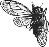 Цикада черная (С. atra Ol.). (По Варавва) Цикада черная (С. atra Ol.). (По Варавва)