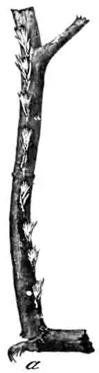 Веточка с надрезами, произведенными американской цикадой при кладке яиц. (По Riley)