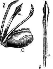 Яйцеклад цикады: