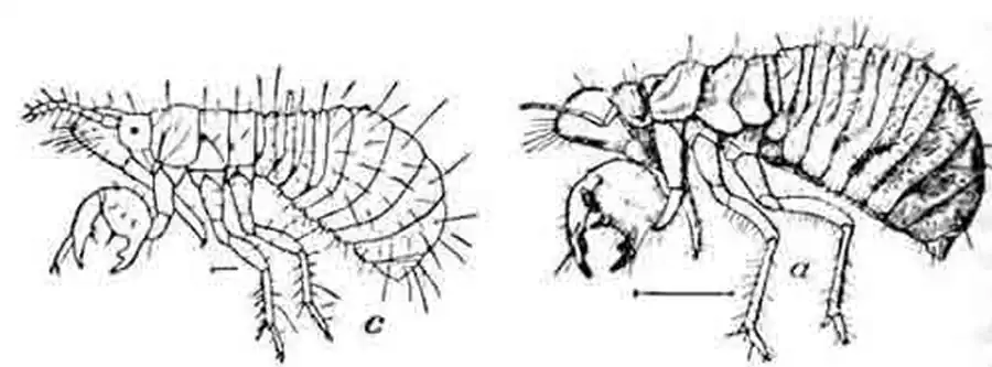 Личинки первого (с) и четвертого (а) возрастов американской цикады. Увелич. (По Marlatt)