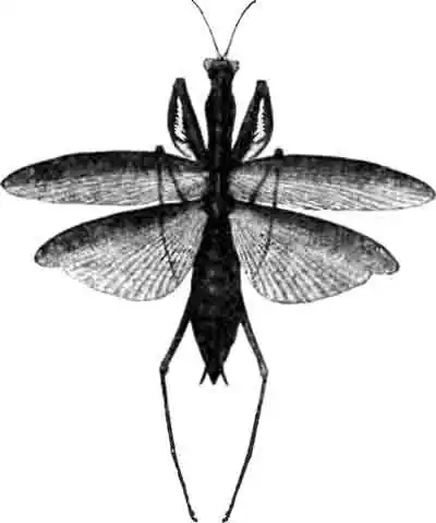 Богомол обыкновенный (Mantis religiosa L.), самка. (По Якобсону) Богомол обыкновенный (Mantis religiosa L.), самка. (По Якобсону)