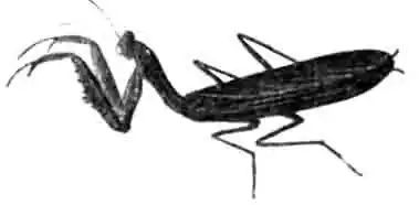 Тот же богомол сидящий. (По Якобсону) Тот же богомол сидящий. (По Якобсону)