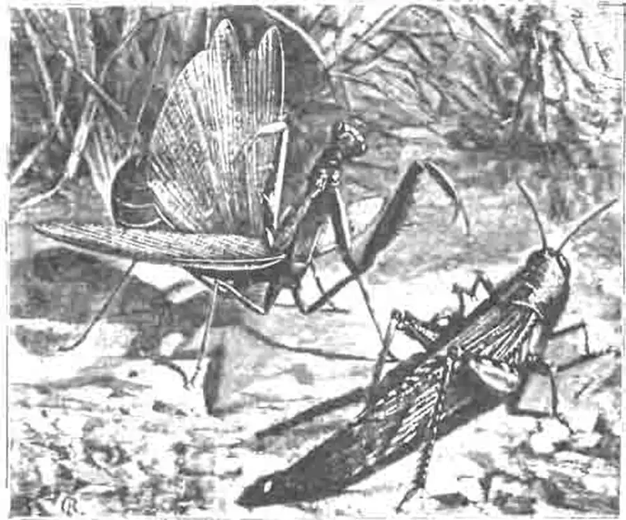 Богомол обыкновенный и египетская кобылка (Acridium aegyptium L.) Богомол обыкновенный и египетская кобылка (Acridium aegyptium L.)