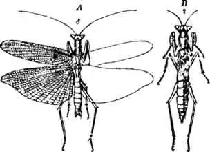 Богомол Гельдрейха (Ameles heldreichi Brn.): Богомол Гельдрейха (Ameles heldreichi Brn.):