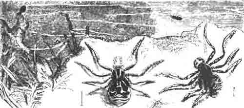Паучки томизы (Tomisus viaticus). Снизу увеличенные: левый—самка, правый— самец; вверху в естественную величину: левый пускает паутину по воздуху, правый летает на паутине. (По Kiincquel)