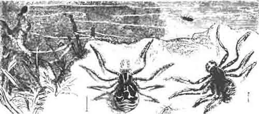 Паучки томизы (Tomisus viaticus). Снизу увеличенные: левый—самка, правый— самец; вверху в естественную величину: левый пускает паутину по воздуху, правый летает на паутине. (По Kiincquel) Паучки томизы (Tomisus viaticus). Снизу увеличенные: левый—самка, правый— самец; вверху в естественную величину: левый пускает паутину по воздуху, правый летает на паутине. (По Kiincquel)