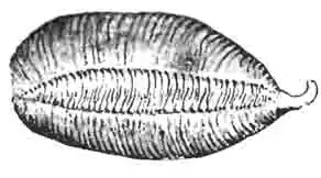 Яйцевая коробка, или оотэка, богомола обыкновенного Яйцевая коробка, или оотэка, богомола обыкновенного