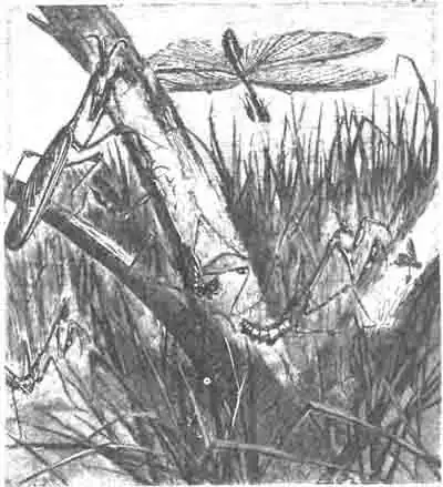 Эмпуза тощая (Е. pauperata Latr.): взрослые—крылатые и личинки—бескрылые. (По Blanchard) Эмпуза тощая (Е. pauperata Latr.): взрослые—крылатые и личинки—бескрылые. (По Blanchard)