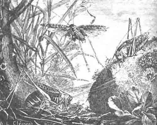 Кузнечик бородавочный (Decticus verrucivorus L.). (По Blanchard)