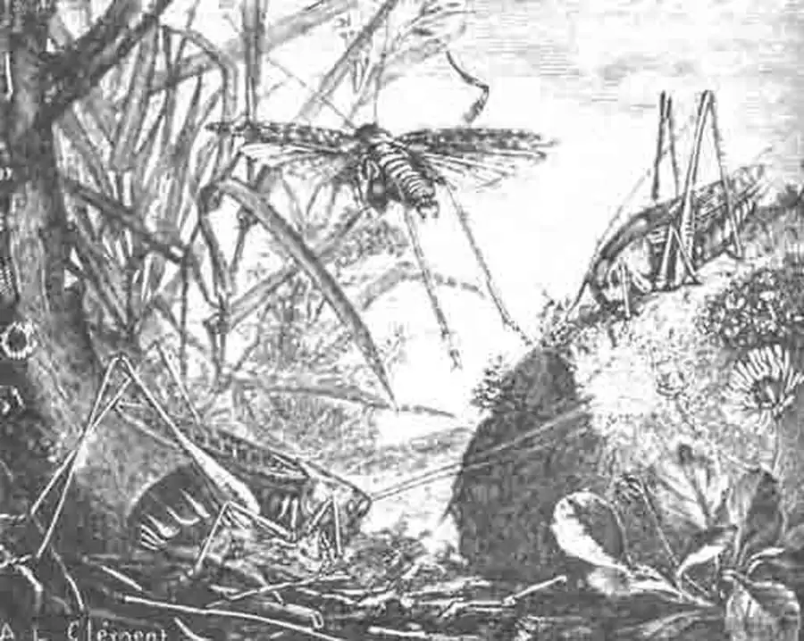 Кузнечик бородавочный (Decticus verrucivorus L.). (По Blanchard) Кузнечик бородавочный (Decticus verrucivorus L.). (По Blanchard)