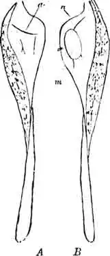 Надкрылья бледнолобого кузнечика: А—левое; В - правое: а—смычок со спинной стороны; m —зеркальце; n —тёрка Надкрылья бледнолобого кузнечика: А—левое; В - правое: а—смычок со спинной стороны; m —зеркальце; n —тёрка
