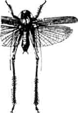 Серый платиклей (Platycleis grisea Fb.). Самец. (По Finot)
