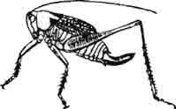 Платиклеи мраморный (Platycleis marmorata). Самка. (По Brunner)