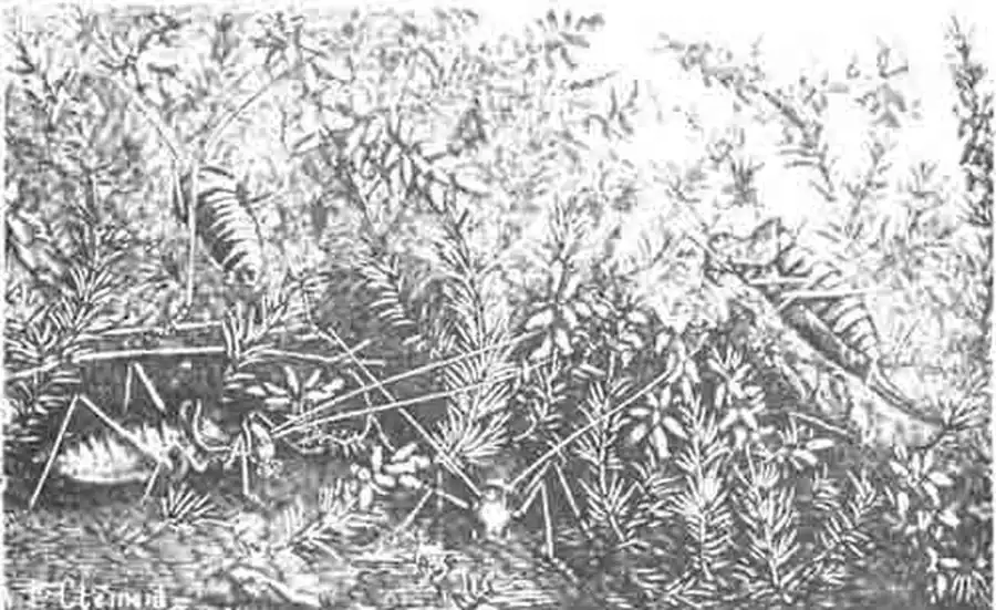 Эфнппигера виноградная (Ephippigera vitium Serv.): два самца—налево и одна самка—направо. (По Kunckel) Эфнппигера виноградная (Ephippigera vitium Serv.): два самца—налево и одна самка—направо. (По Kunckel)