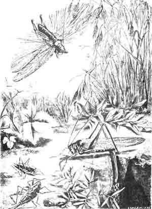 Зеленый кузнечик (Locusta viridissima L.): самец—летит вверху; самка— кладет яйца; две личинки—налево внизу