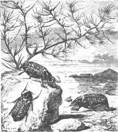 Мраморный хрущ (Melolonrha fullo L.). Два самца и самка—налево внизу. (По Blanchard)