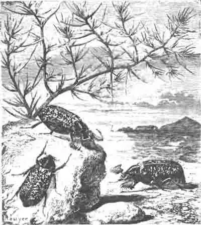 Мраморный хрущ (Melolonrha fullo L.). Два самца и самка—налево внизу. (По Blanchard) Мраморный хрущ (Melolonrha fullo L.). Два самца и самка—налево внизу. (По Blanchard)