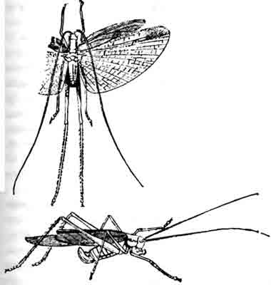 Фанероптера (Phaneroptera fokata Scop.): вверху-самец; внизу—самка. (По Brunner)