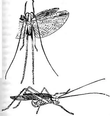 Фанероптера (Phaneroptera fokata Scop.): вверху-самец; внизу—самка. (По Brunner) Фанероптера (Phaneroptera fokata Scop.): вверху-самец; внизу—самка. (По Brunner)