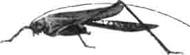 Фанероптера (Phaneroptera falcata Scop.). Самец сбоку. (По Finot)