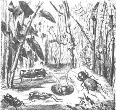 Сверчки полевые (Gryllus campestris L.): направо—самка; налево вверху— самец; налево впереди—две личинки. (По Blanchard)