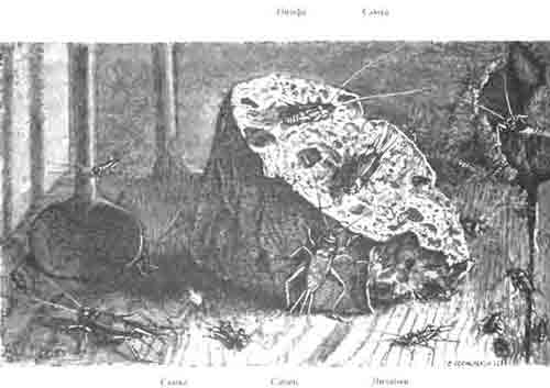 Домашние сверчки (Gryllus domesticus L.) на куске сыра. (По Kunckel)