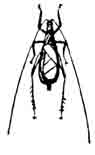 Итальянский сверчок со спины (Oecanthus pellucens Scop.). (По Brunner)