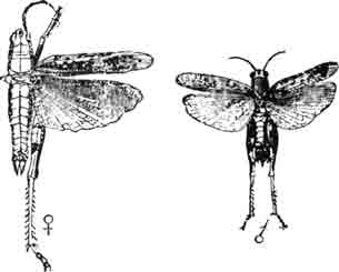 Итальянская саранча, или прус (Caloptenus italicus L.): самка; самец. (По Кеппену)