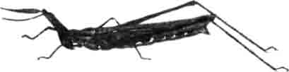 Труксал носатый (Truxalis nasuta L.). (По Якобсону)