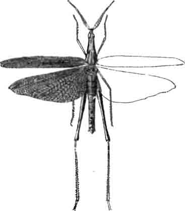 Труксал с распущенными крыльями (Truxalis unguiculata Ramb.). (По Brunner)