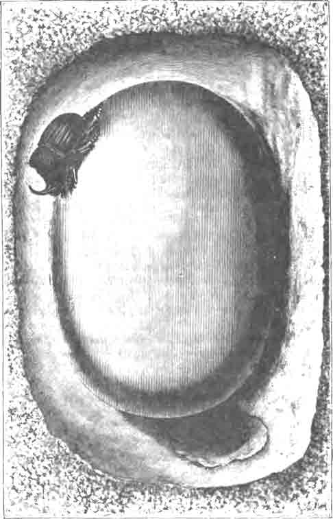 Испанский копр (Copris hispanus L.) в норке на своем запасе навоза