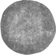 Навозный шар испанского копра Навозный шар испанского копра