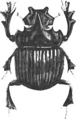 Копр Изиды (Copris Isidis Fbr.). Самец. (По Chenu) Копр Изиды (Copris Isidis Fbr.). Самец. (По Chenu)