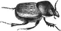 Онтофаг общительный (Onthophagus coenobita Hrbst.) Самец. Увелич. (По Oudemans)