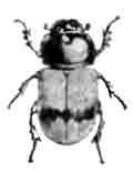 Афодий препоясанный (Aphodius conjugate Panz.). Увел. (По Kuster)