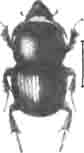 Онтофаг рогатый (Onthophagus taurus Schrb.). Самец. Увел. (По Calwer)