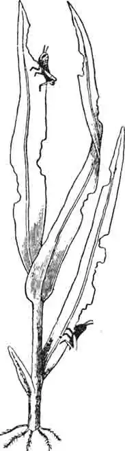 Личинки первого возраста (сбросившие рубашечки) перелетной саранчи. (По Линдеману) Личинки первого возраста (сбросившие рубашечки) перелетной саранчи. (По Линдеману)