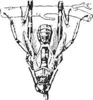 Изображение того же сзади. (По Kunckel) Изображение того же сзади. (По Kunckel)