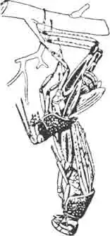 Продолжение линьки. Освобождение ног и крыльев. (По Kiinckel) Продолжение линьки. Освобождение ног и крыльев. (По Kiinckel)