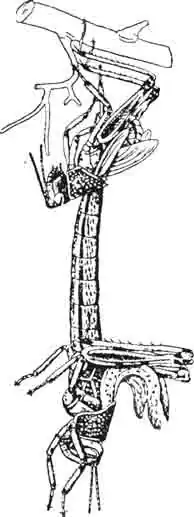 Продолжение линьки. Отдых по освобождении крыльев и ножек. (По Kunckel) Продолжение линьки. Отдых по освобождении крыльев и ножек. (По Kunckel)