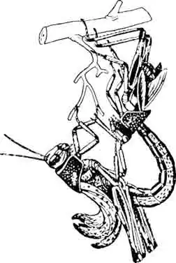 Продолжение линьки. Перевертывание и освобождение брюшка. (По Kunckl) Продолжение линьки. Перевертывание и освобождение брюшка. (По Kunckl)