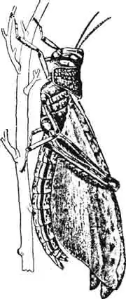 Окончание линьки. Развертывание крыльев. (По Kiinckel) Окончание линьки. Развертывание крыльев. (По Kiinckel)