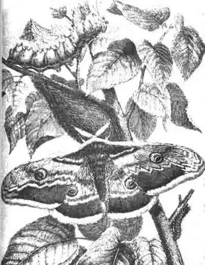 Сатурния плодовая (Saturnia pyri Schiff.), ее гусеницы и кокон. (По Kunckel) Сатурния плодовая (Saturnia pyri Schiff.), ее гусеницы и кокон. (По Kunckel)