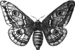 Сатурния обыкновенная (Saturnia pavonia L.)—самка. (По Oudemans) Сатурния обыкновенная (Saturnia pavonia L.)—самка. (По Oudemans)