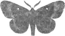 Дубовый шелкопряд (Bombyx querelas L.). Самец. (По Гофману)