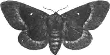 Дубовый шелкопряд (Bombyx quercus L.). Самка. (По Гофману)