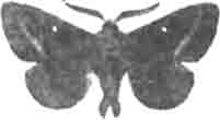 Клеверный шелкопряд (Bombyx trifolii Esp.). Самец. (По Гофману)