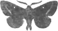 Клеверный шелкопряд (Bombyx trifolii Esp.). Самец. (По Гофману) Клеверный шелкопряд (Bombyx trifolii Esp.). Самец. (По Гофману)